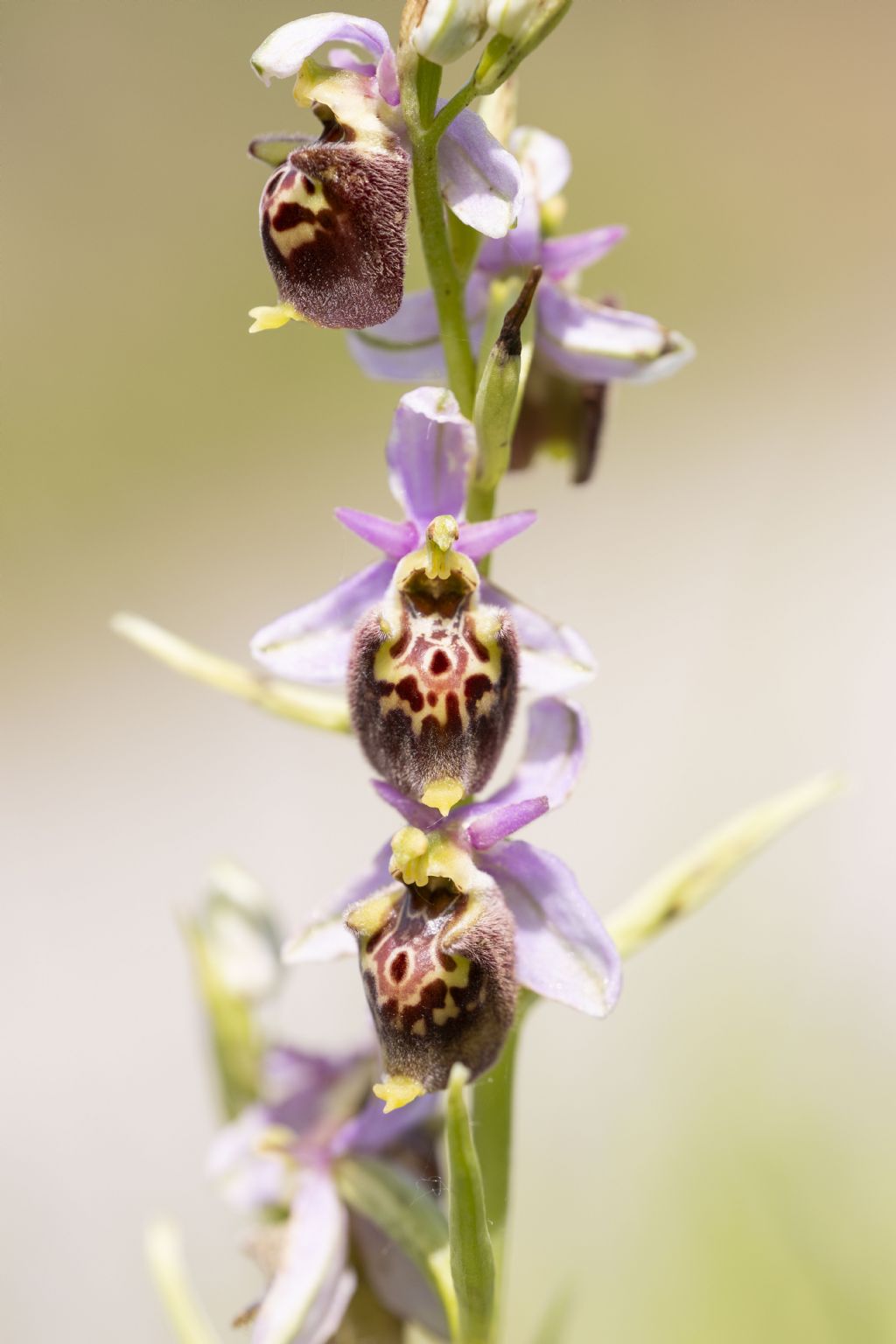 Ophrys subseries Holosericeae